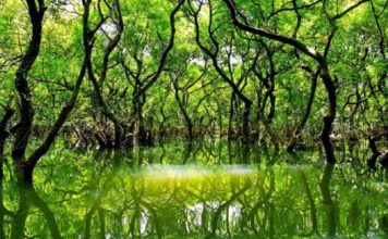 রাতারগুল ভ্রমণের সকল তথ্য