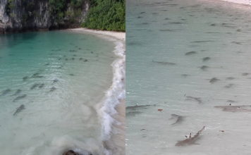 ভিডিও: দক্ষিণ থাইল্যান্ডে অগভীর জলের মধ্যে ১০০+ হাঙ্গর উপস্থিত 100 sharks in south thailand