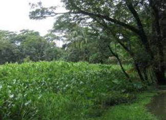 Kanai Bolai Dighi