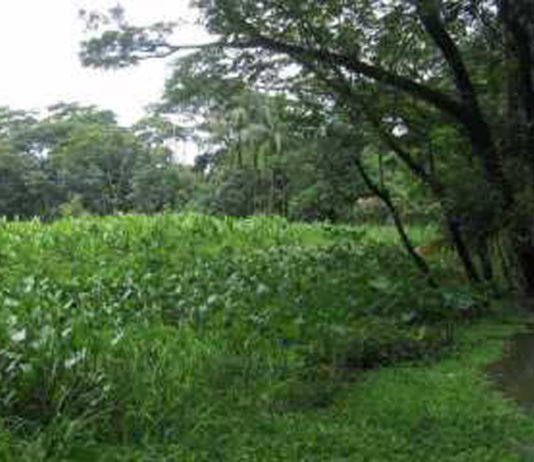 Kanai Bolai Dighi
