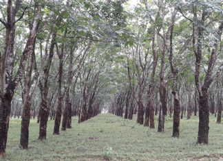 Pirgachha Rubber Garden