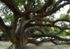 Surjapuri Mango Tree