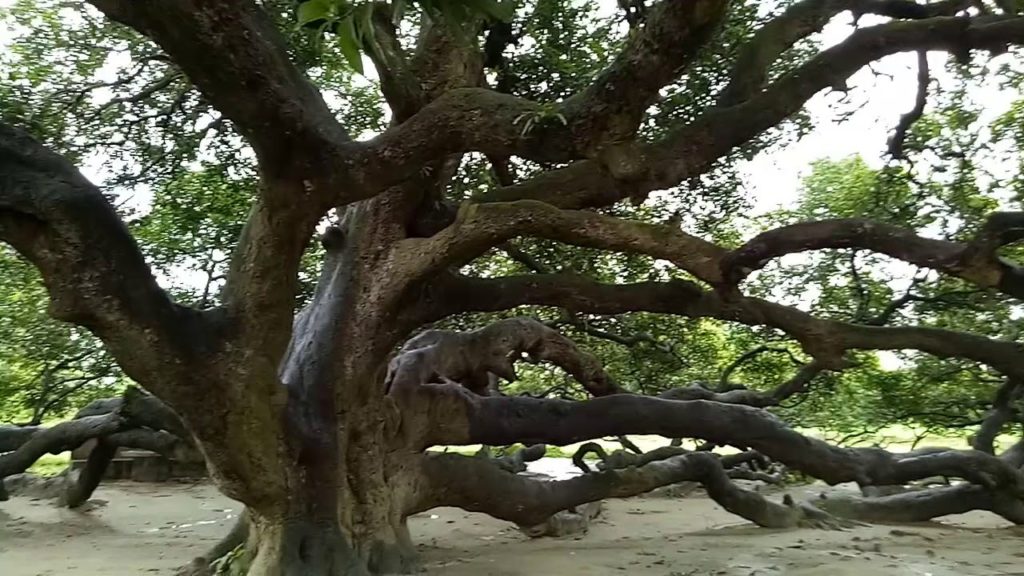 Surjapuri Mango Tree