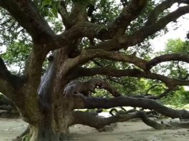 Surjapuri Mango Tree