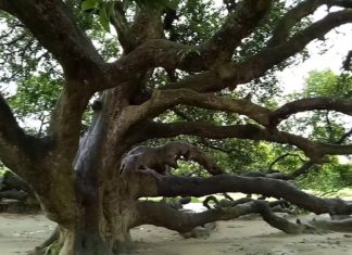 Surjapuri Mango Tree