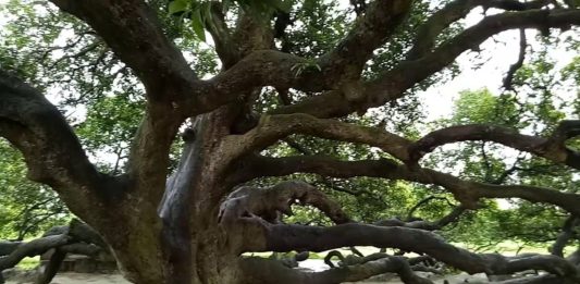 Surjapuri Mango Tree