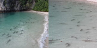 100 sharks in south thailand