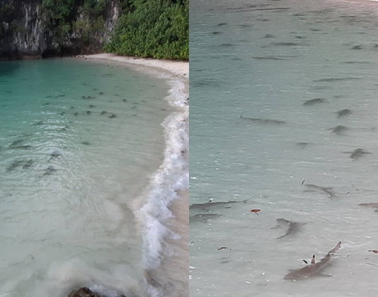 100 sharks in south thailand