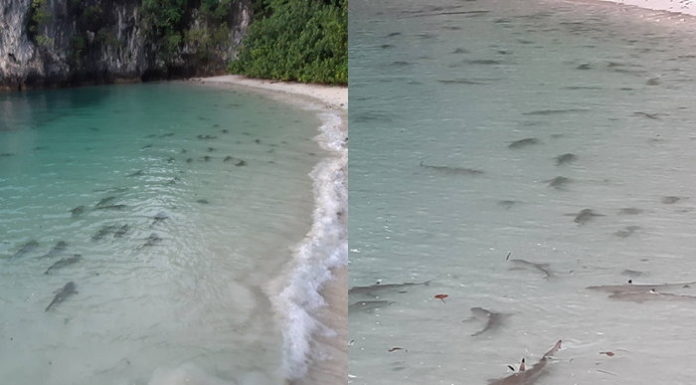 100 sharks in south thailand